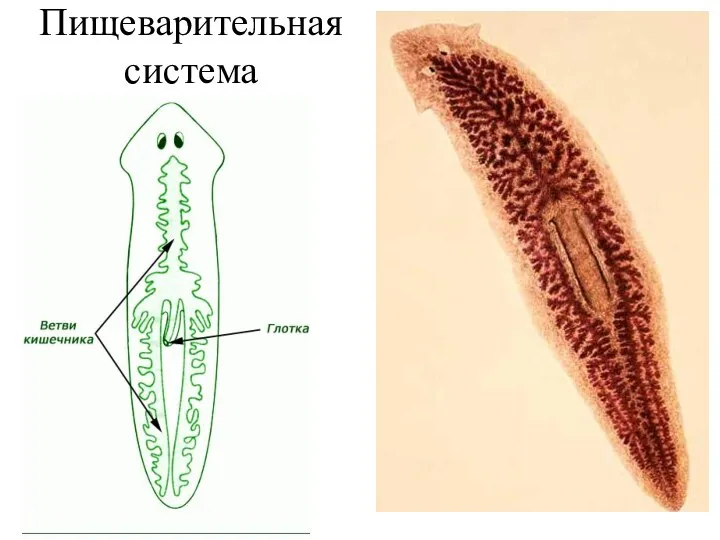 Пищеварительная система