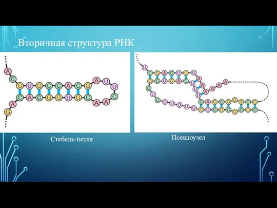 Вторичная структура РНК Стебель-петля Псевдоузел