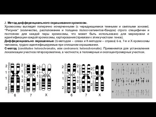 2. Метод дифференциального окрашивания хромосом. Хромосомы выглядят поперечно исчерченными (с чередующимися темными