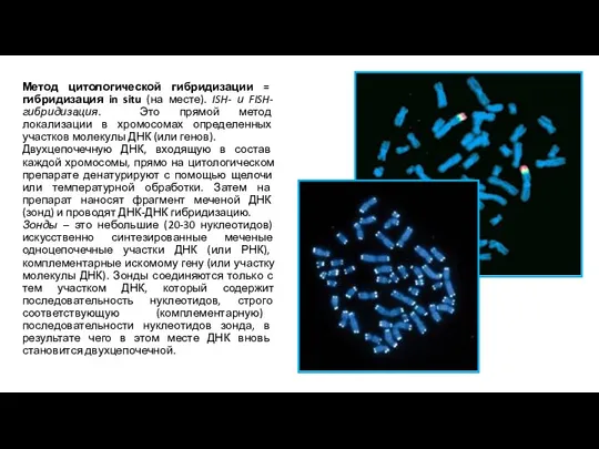 Метод цитологической гибридизации = гибридизация in situ (на месте). ISH- и FISH-