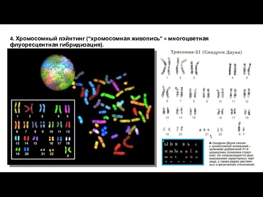 4. Хромосомный пэйнтинг (“хромосомная живопись” = многоцветная флуоресцентная гибридизация).