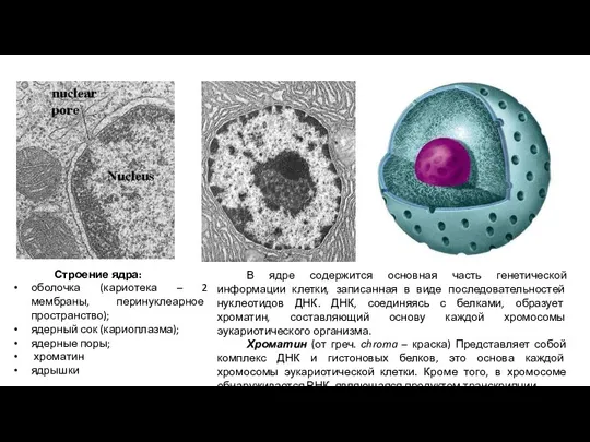 В ядре содержится основная часть генетической информации клетки, записанная в виде последовательностей