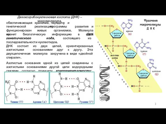3 Дезоксирибонуклеиновая кислота (ДНК) –макромолекула, хранение, передачу и реализацию обеспечивающая генетической функционирования