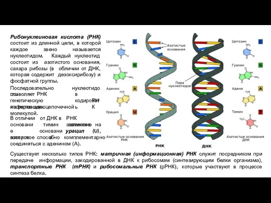 Рибонуклеиновая кислота (РНК) состоит из длинной цепи, в которой каждое звено называется