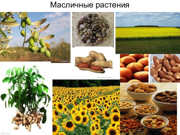 Масличные растения