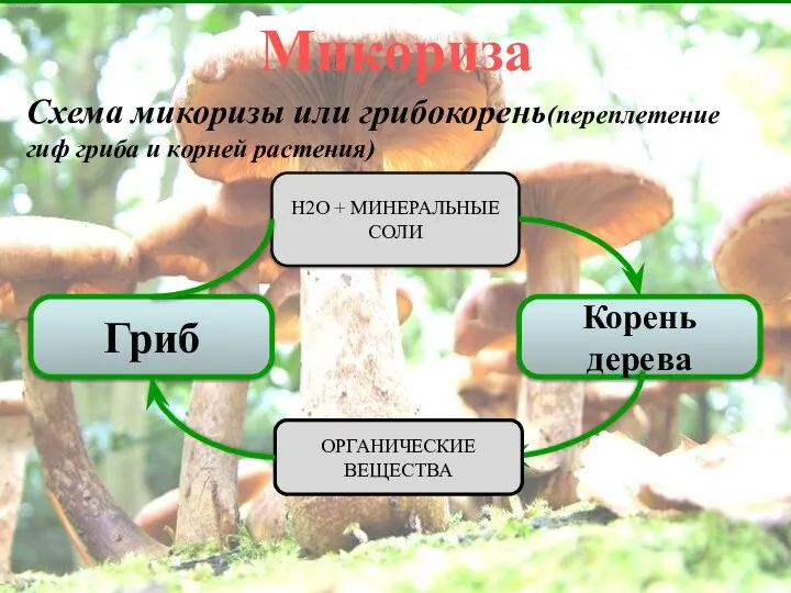 Корень дерева Микориза Схема микоризы или грибокорень(переплетение гиф гриба и корней растения)