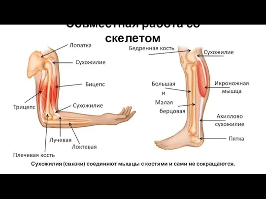 Совместная работа со скелетом Сухожилия (связки) соединяют мышцы с костями и сами не сокращаются.