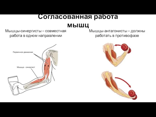 Согласованная работа мышц Мышцы-синергисты – совместная работа в одном направлении Мышцы-антагонисты – должны работать в противофазе