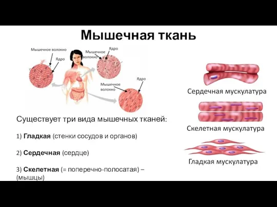 Мышечная ткань Существует три вида мышечных тканей: 1) Гладкая (стенки сосудов и