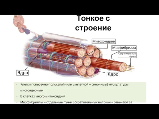 Тонкое с строение Клетки поперечно-полосатой (или скелетной – синонимы) мускулатуры многоядерные В