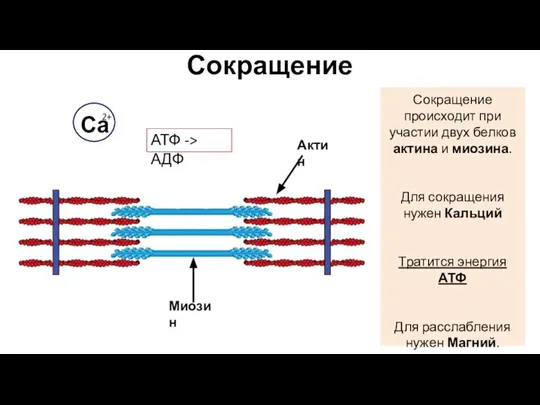 Сокращение Сокращение происходит при участии двух белков актина и миозина. Для сокращения