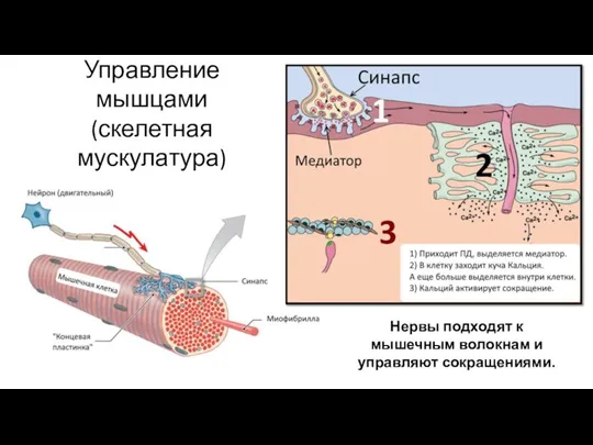 Управление мышцами (скелетная мускулатура) Нервы подходят к мышечным волокнам и управляют сокращениями.