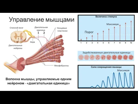 Управление мышцами Волокна мышцы, управляемые одним нейроном - «двигательная единица»