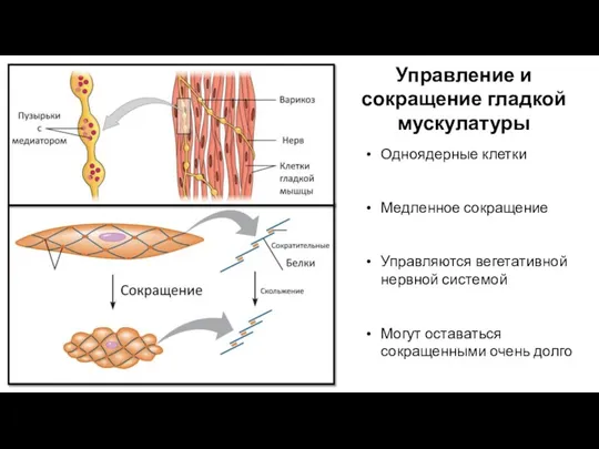 Управление и сокращение гладкой мускулатуры Одноядерные клетки Медленное сокращение Управляются вегетативной нервной