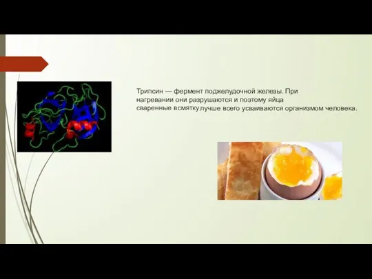 Трипсин — фермент поджелудочной железы. При нагревании они разрушаются и поэтому яйца