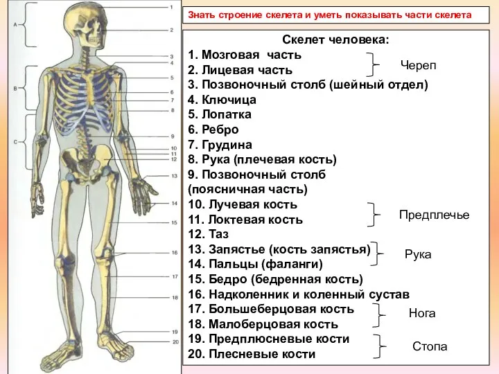 Скелет человека: 1. Мозговая часть 2. Лицевая часть 3. Позвоночный столб (шейный
