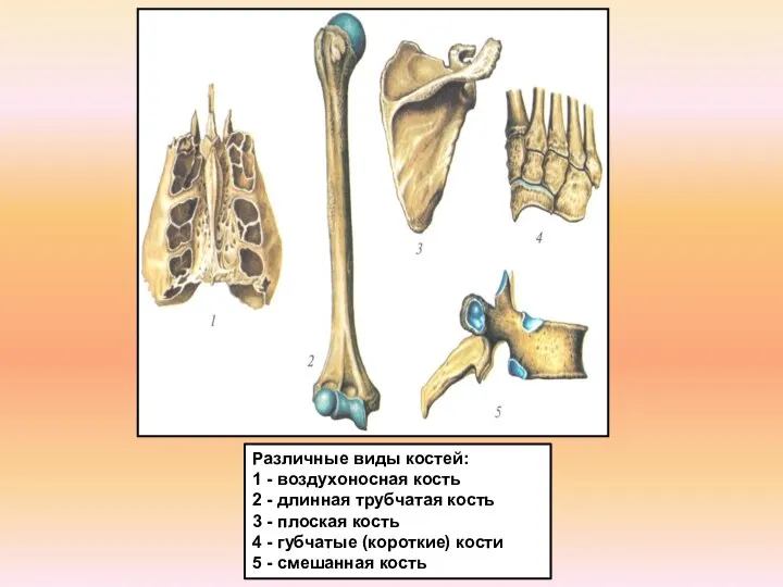 Различные виды костей: 1 - воздухоносная кость 2 - длинная трубчатая кость