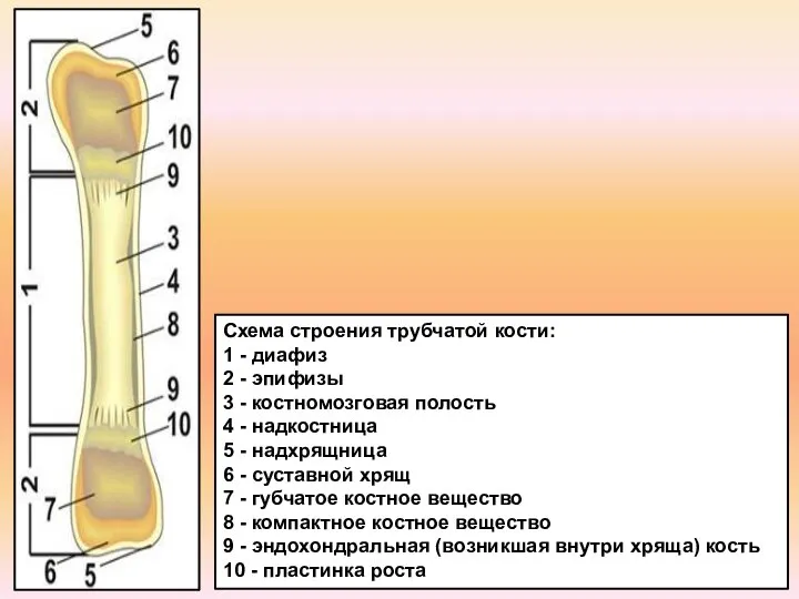 Схема строения трубчатой кости: 1 - диафиз 2 - эпифизы 3 -