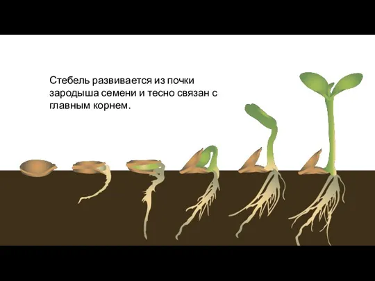 Стебель развивается из почки зародыша семени и тесно связан с главным корнем.