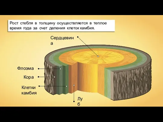 Сердцевина Луб Клетки камбия Кора Флоэма Рост стебля в толщину осуществляется в