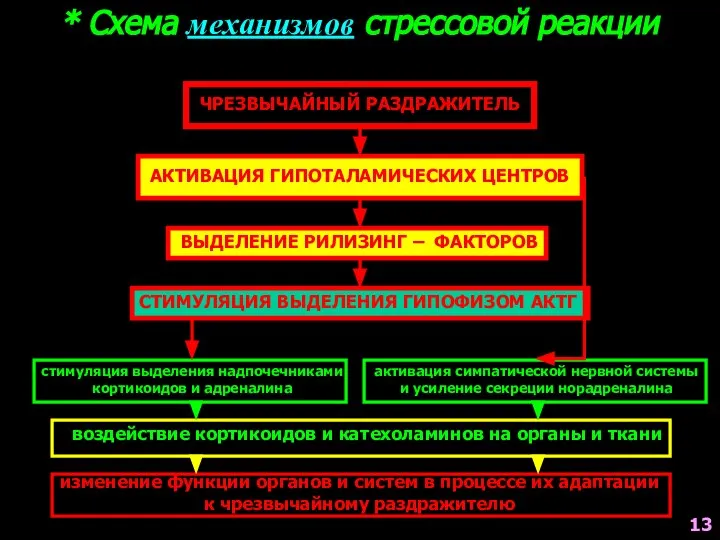 * Схема механизмов стрессовой реакции ЧРЕЗВЫЧАЙНЫЙ РАЗДРАЖИТЕЛЬ АКТИВАЦИЯ ГИПОТАЛАМИЧЕСКИХ ЦЕНТРОВ ВЫДЕЛЕНИЕ РИЛИЗИНГ