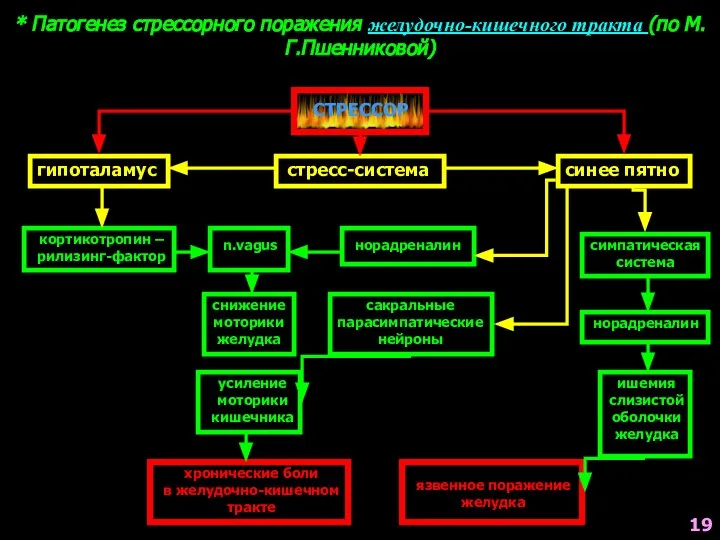 * Патогенез стрессорного поражения желудочно-кишечного тракта (по М.Г.Пшенниковой) СТРЕССОР гипоталамус стресс-система синее