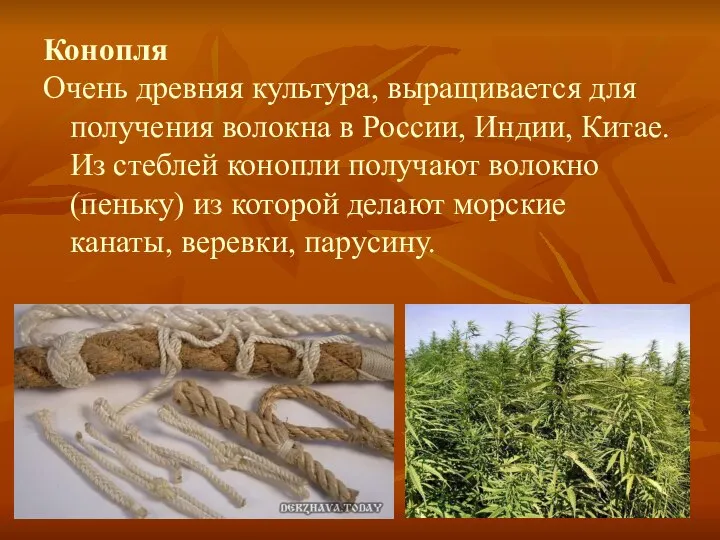 Конопля Очень древняя культура, выращивается для получения волокна в России, Индии, Китае.