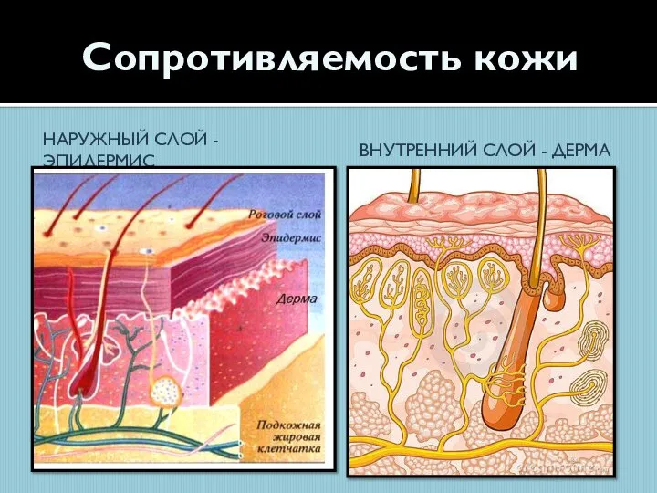 Сопротивляемость кожи НАРУЖНЫЙ СЛОЙ - ЭПИДЕРМИС ВНУТРЕННИЙ СЛОЙ - ДЕРМА