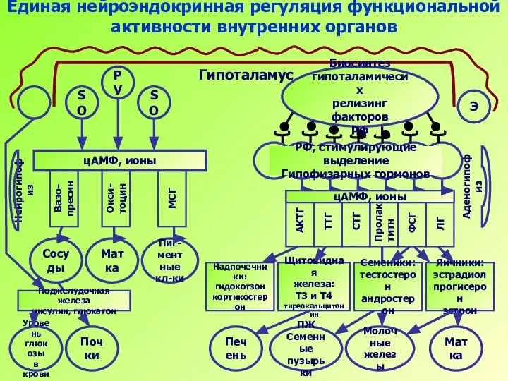 Нейрогипофиз Единая нейроэндокринная регуляция функциональной активности внутренних органов Гипоталамус PV SO SO