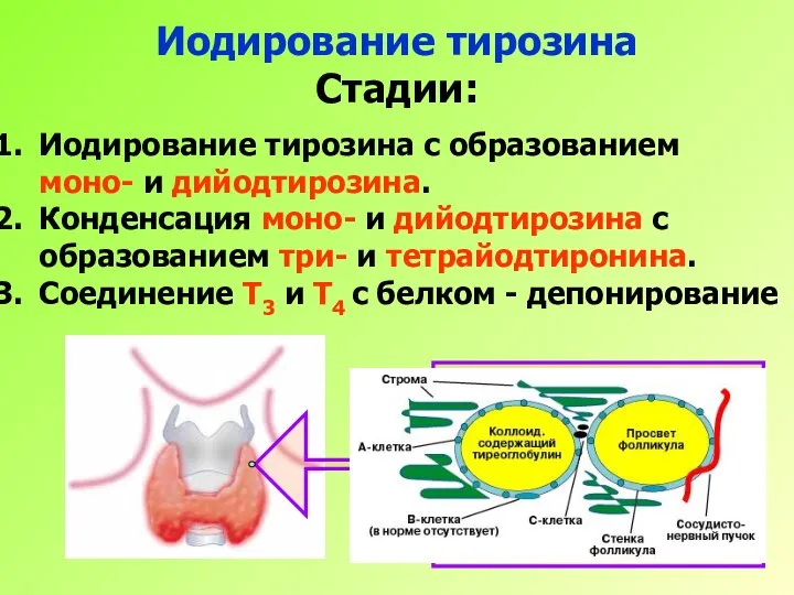 Иодирование тирозина Стадии: Иодирование тирозина с образованием моно- и дийодтирозина. Конденсация моно-