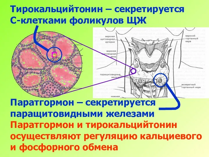 Тирокальцийтонин – секретируется С-клетками фоликулов ЩЖ Паратгормон – секретируется паращитовидными железами Паратгормон