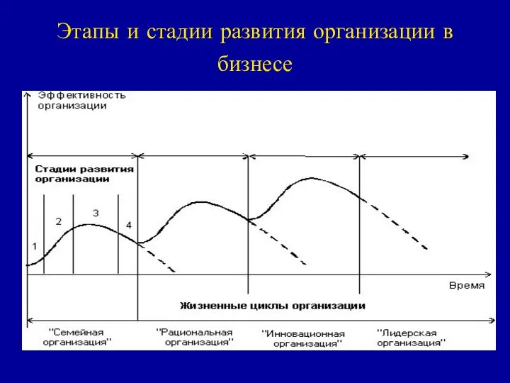 Этапы и стадии развития организации в бизнесе