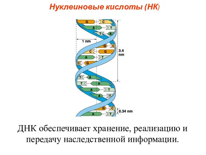 Нуклеиновые кислоты (НК) ДНК обеспечивает хранение, реализацию и передачу наследственной информации.