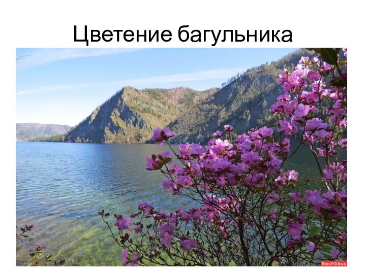 Цветение багульника