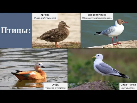 Кряква (Anas platyrhynchos) Озерная чайка (Chroicocephalus ridibundus) Огарь (Tadorna ferruginea) Сизая чайка (Larus canus) Птицы: