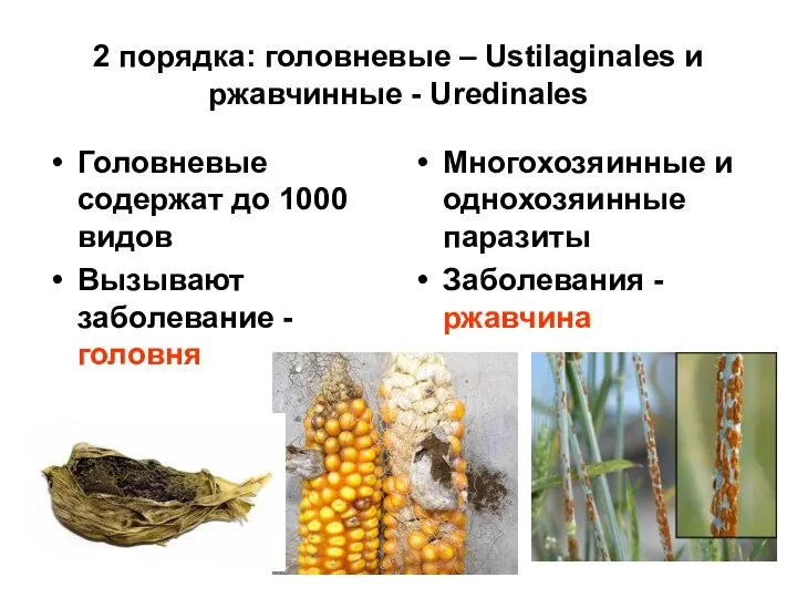 2 порядка: головневые – Ustilaginales и ржавчинные - Uredinales Головневые содержат до