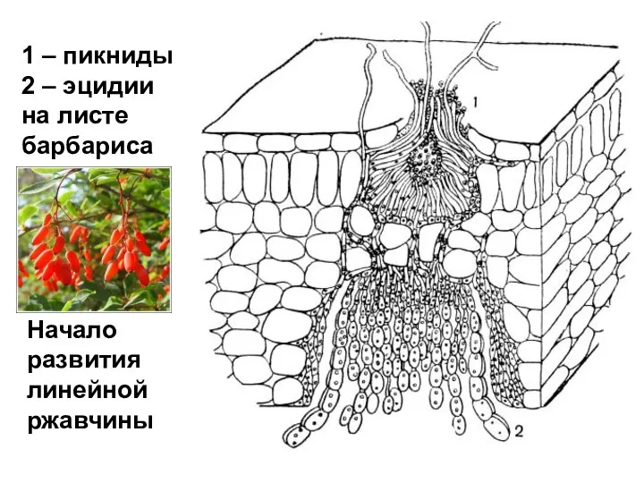 1 – пикниды 2 – эцидии на листе барбариса Начало развития линейной ржавчины