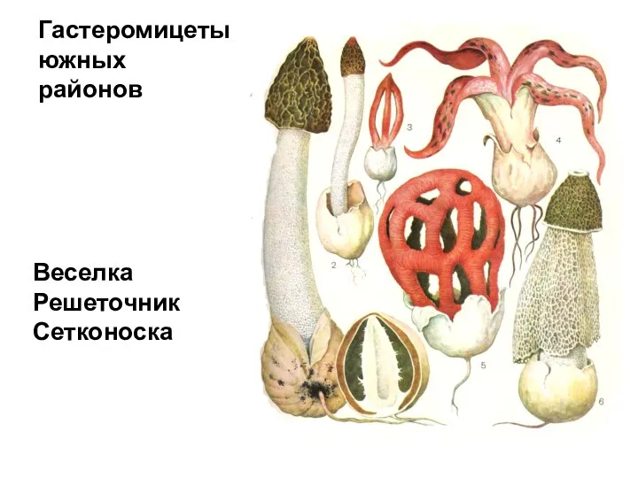 Гастеромицеты южных районов Веселка Решеточник Сетконоска