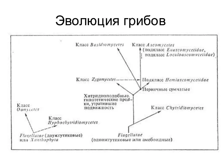 Эволюция грибов