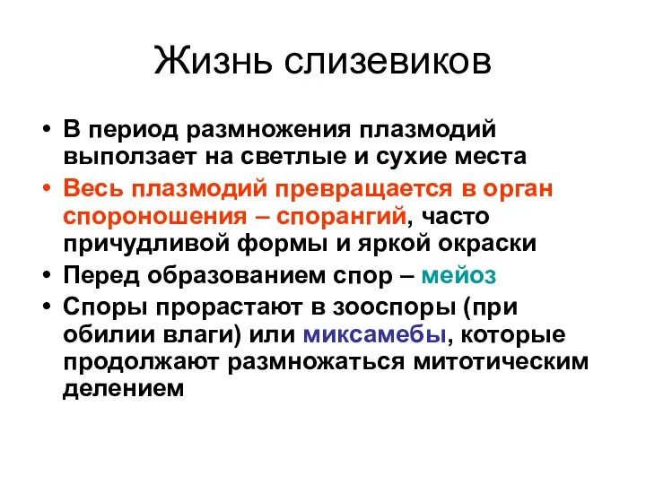 Жизнь слизевиков В период размножения плазмодий выползает на светлые и сухие места