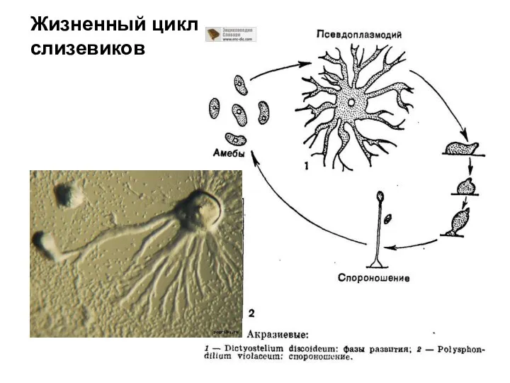 Жизненный цикл слизевиков