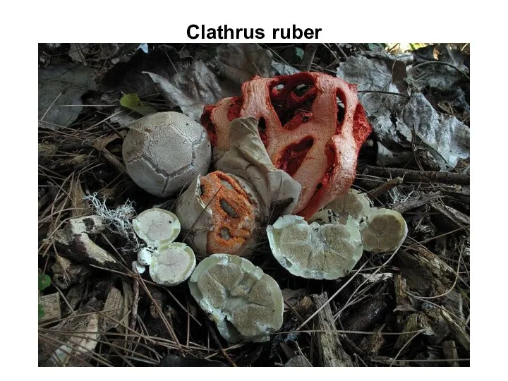 Clathrus ruber