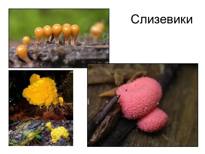 Слизевики