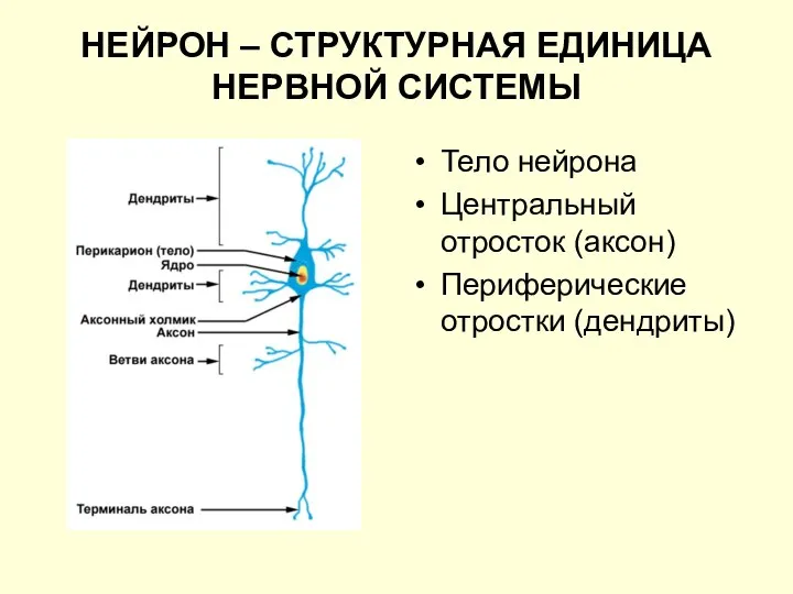 НЕЙРОН – СТРУКТУРНАЯ ЕДИНИЦА НЕРВНОЙ СИСТЕМЫ Тело нейрона Центральный отросток (аксон) Периферические отростки (дендриты)