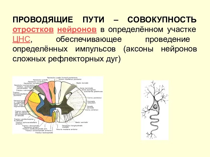 ПРОВОДЯЩИЕ ПУТИ – СОВОКУПНОСТЬ отростков нейронов в определённом участке ЦНС, обеспечивающее проведение