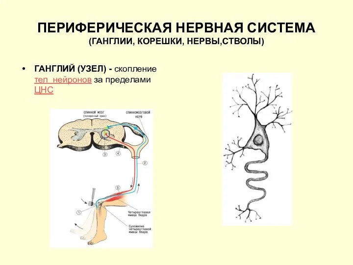 ПЕРИФЕРИЧЕСКАЯ НЕРВНАЯ СИСТЕМА (ГАНГЛИИ, КОРЕШКИ, НЕРВЫ,СТВОЛЫ) ГАНГЛИЙ (УЗЕЛ) - скопление тел нейронов за пределами ЦНС