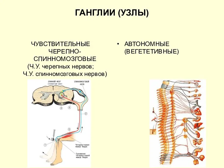 ГАНГЛИИ (УЗЛЫ) ЧУВСТВИТЕЛЬНЫЕ ЧЕРЕПНО-СПИННОМОЗГОВЫЕ (Ч.У. черепных нервов; Ч.У. спинномозговых нервов) АВТОНОМНЫЕ (ВЕГЕТЕТИВНЫЕ)