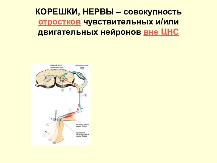 КОРЕШКИ, НЕРВЫ – совокупность отростков чувствительных и/или двигательных нейронов вне ЦНС