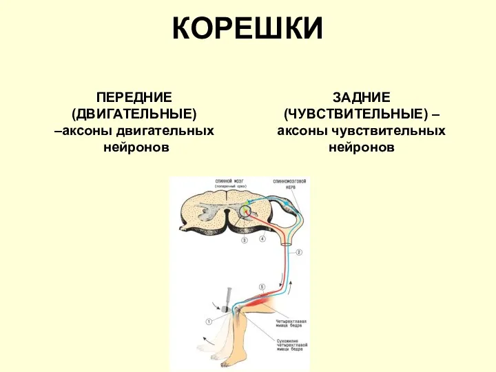 КОРЕШКИ ПЕРЕДНИЕ (ДВИГАТЕЛЬНЫЕ) –аксоны двигательных нейронов ЗАДНИЕ (ЧУВСТВИТЕЛЬНЫЕ) – аксоны чувствительных нейронов