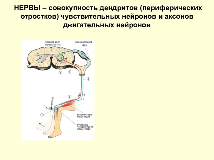 НЕРВЫ – совокупность дендритов (периферических отростков) чувствительных нейронов и аксонов двигательных нейронов